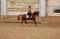 Magnifique Hongre pour Dressage et Saut