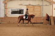 Magnifique Hongre pour Dressage et Saut
