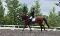 Cours d'équitation en dressage a terrebonne