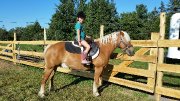 Jument poulinière Haflinger enregistrée à vendre...
