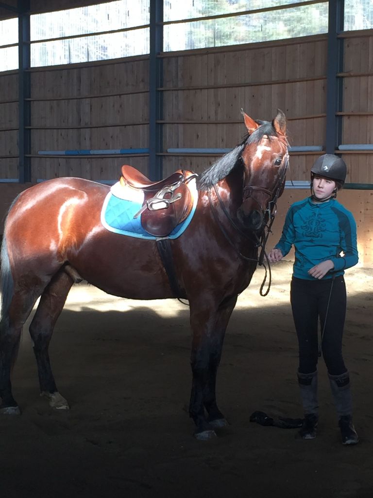 Demi-pension/Dressage et sauts/Laval