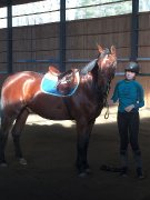 Demi-pension/Dressage et sauts/Laval