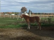 superbe pouliche a vendre