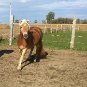 superbe pouliche a vendre