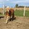 superbe pouliche a vendre
