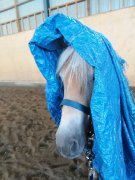 superbe pouliche a vendre