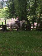 Recherche cheval pour debutant