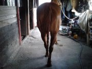 Recherche selle d'obstacles et dressage et bridle classique  - L'été