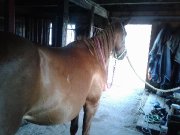Recherche selle d'obstacles et dressage et bridle classique  - Lété