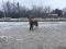 Recherche selle d'obstacles et dressage et bridle...