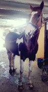 Demi-pension sur super cheval