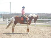 Demi-pension sur super cheval