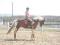 Demi-pension sur super cheval