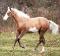 Recherche un doubles-poney ou un cheval à donner 