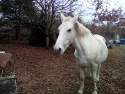 Double ponette