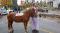 Poney - Cours pour enfant à Laval 