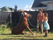 Poney - Cours pour enfant à Laval 