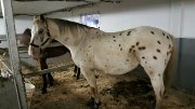 APPALOOSA 12 ANS