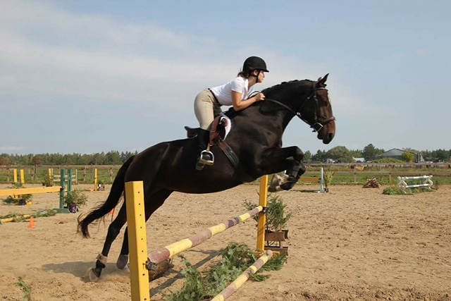Jument Holsteiner 8 ans 16mains2
