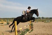 Jument Holsteiner 8 ans 16mains2