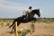 Jument Holsteiner 8 ans 16mains2