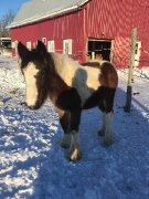 Poulain Gypsy a vendre