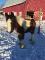 Poulain Gypsy a vendre