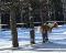 Jument haflinger 6 ans - vidéo