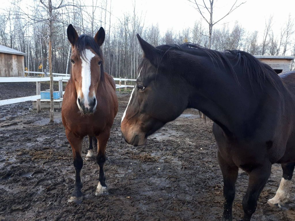 Chevaux offerts en demi-pension à Boisbriand limite Mirabel