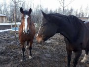 Chevaux offerts en demi-pension à Boisbriand...
