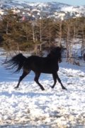 Recherche appaloosa
