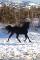 Recherche appaloosa
