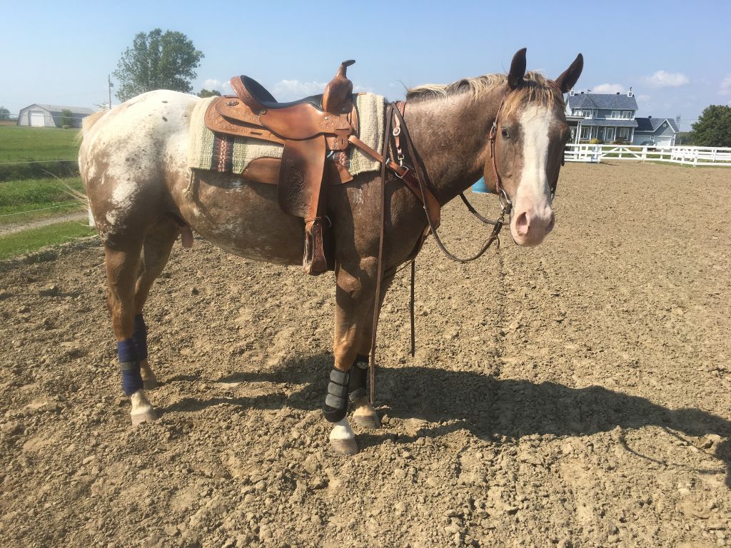 Appaloosa 7 ans 15m2