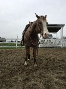Appaloosa 7 ans 15m2