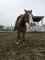 Appaloosa 7 ans 15m2