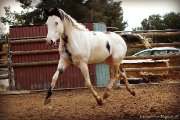 Paint Horse