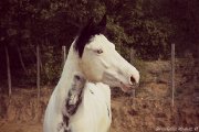 Paint Horse