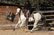 Paint Horse