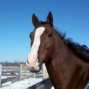 Super cheval offert en demi-pension