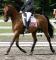 Demi-pension offerte sur hongre warmblood 