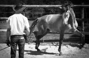Dressage- Rééducation- Débourrage