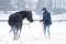 Dressage- Rééducation- Débourrage