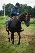 Dressage- Rééducation- Débourrage