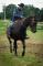 Dressage- Rééducation- Débourrage