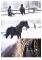 Dressage- Rééducation- Débourrage