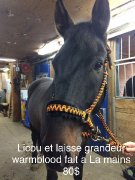 Licou, bride