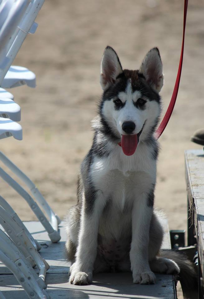 COURS POUR CHIOT !!