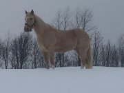 Cheval guilding a vendre ou echanger