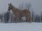 Cheval guilding a vendre ou echanger