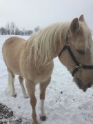 Cheval guilding a vendre ou echanger